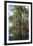 Mangrove, Los Haitises National Park, Dominican Republic-Natalie Tepper-Framed Photo