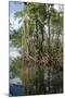 Mangrove, Los Haitises National Park, Dominican Republic-Natalie Tepper-Mounted Photo