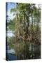 Mangrove, Los Haitises National Park, Dominican Republic-Natalie Tepper-Stretched Canvas