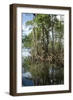 Mangrove, Los Haitises National Park, Dominican Republic-Natalie Tepper-Framed Photo