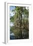 Mangrove, Los Haitises National Park, Dominican Republic-Natalie Tepper-Framed Photo