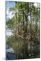 Mangrove, Los Haitises National Park, Dominican Republic-Natalie Tepper-Mounted Photo