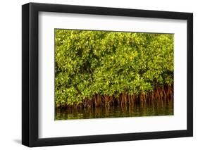 Mangrove on a waterway in Saloum, Senegal, West Africa, Africa-Godong-Framed Photographic Print