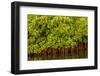 Mangrove on a waterway in Saloum, Senegal, West Africa, Africa-Godong-Framed Photographic Print