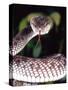 Mangrove Pit Viper, Native to Eastern India, Southern Burma-David Northcott-Stretched Canvas