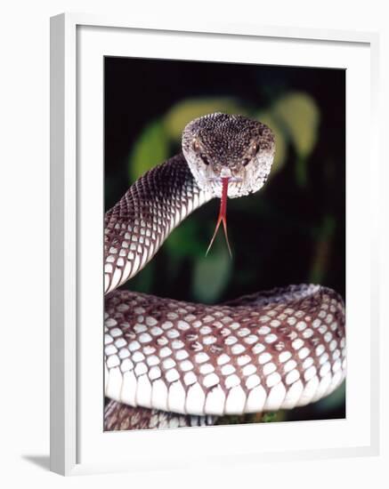 Mangrove Pit Viper, Native to Eastern India, Southern Burma-David Northcott-Framed Photographic Print