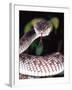 Mangrove Pit Viper, Native to Eastern India, Southern Burma-David Northcott-Framed Photographic Print