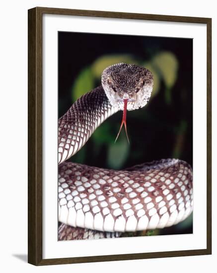 Mangrove Pit Viper, Native to Eastern India, Southern Burma-David Northcott-Framed Photographic Print