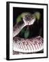 Mangrove Pit Viper, Native to Eastern India, Southern Burma-David Northcott-Framed Photographic Print