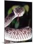 Mangrove Pit Viper, Native to Eastern India, Southern Burma-David Northcott-Mounted Photographic Print