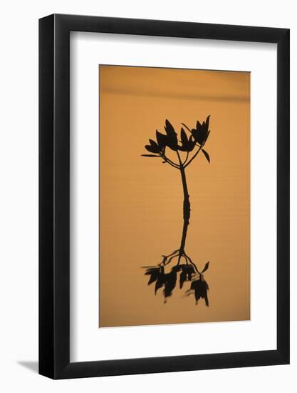 Mangrove (Rhizophora sp.) seedling at sunset, Sanibel Island, Florida, USA-Fritz Polking-Framed Photographic Print