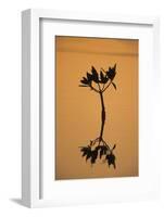 Mangrove (Rhizophora sp.) seedling at sunset, Sanibel Island, Florida, USA-Fritz Polking-Framed Photographic Print