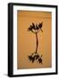 Mangrove (Rhizophora sp.) seedling at sunset, Sanibel Island, Florida, USA-Fritz Polking-Framed Photographic Print