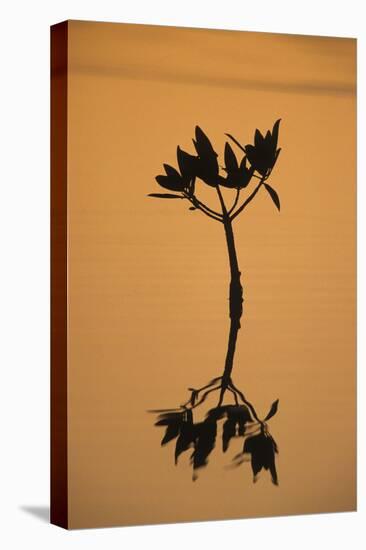 Mangrove (Rhizophora sp.) seedling at sunset, Sanibel Island, Florida, USA-Fritz Polking-Stretched Canvas