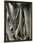 Mangrove Roots, Florida, 1947-Brett Weston-Framed Photographic Print