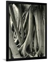 Mangrove Roots, Florida, 1947-Brett Weston-Framed Photographic Print