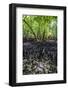 Mangrove Roots on Carp Island, Rock Islands, Palau, Central Pacific, Pacific-Michael Runkel-Framed Photographic Print