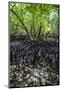 Mangrove Roots on Carp Island, Rock Islands, Palau, Central Pacific, Pacific-Michael Runkel-Mounted Photographic Print