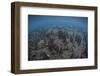 Mangrove Roots Rise from the Seafloor of an Island in Indonesia-Stocktrek Images-Framed Photographic Print