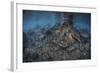 Mangrove Roots Rise from the Seafloor of an Island in Indonesia-Stocktrek Images-Framed Photographic Print