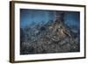 Mangrove Roots Rise from the Seafloor of an Island in Indonesia-Stocktrek Images-Framed Photographic Print