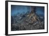 Mangrove Roots Rise from the Seafloor of an Island in Indonesia-Stocktrek Images-Framed Photographic Print