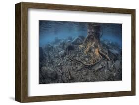 Mangrove Roots Rise from the Seafloor of an Island in Indonesia-Stocktrek Images-Framed Photographic Print