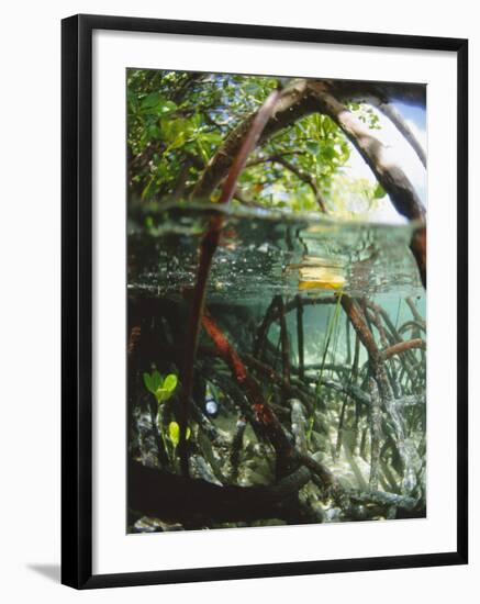 Mangrove Roots, Seychelles, Indian Ocean-Louise Murray-Framed Photographic Print