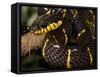 Mangrove Snake with Tongue Out-Joe McDonald-Framed Stretched Canvas