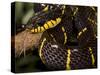 Mangrove Snake with Tongue Out-Joe McDonald-Stretched Canvas