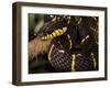 Mangrove Snake with Tongue Out-Joe McDonald-Framed Photographic Print