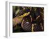 Mangrove Snake with Tongue Out-Joe McDonald-Framed Photographic Print