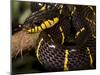 Mangrove Snake with Tongue Out-Joe McDonald-Mounted Photographic Print