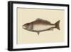 Mangrove Snapper-Mark Catesby-Framed Art Print