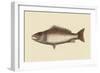 Mangrove Snapper-Mark Catesby-Framed Art Print