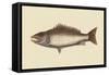 Mangrove Snapper-Mark Catesby-Framed Stretched Canvas