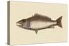 Mangrove Snapper-Mark Catesby-Stretched Canvas