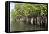 Mangrove Swamps with Oysters Growing Up the Roots, Makasutu, Gambia, West Africa, Africa-Robert Harding-Framed Stretched Canvas