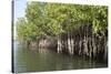 Mangrove Swamps with Oysters Growing Up the Roots, Makasutu, Gambia, West Africa, Africa-Robert Harding-Stretched Canvas