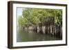 Mangrove Swamps with Oysters Growing Up the Roots, Makasutu, Gambia, West Africa, Africa-Robert Harding-Framed Photographic Print