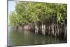 Mangrove Swamps with Oysters Growing Up the Roots, Makasutu, Gambia, West Africa, Africa-Robert Harding-Mounted Photographic Print