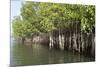 Mangrove Swamps with Oysters Growing Up the Roots, Makasutu, Gambia, West Africa, Africa-Robert Harding-Mounted Photographic Print