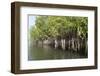 Mangrove Swamps with Oysters Growing Up the Roots, Makasutu, Gambia, West Africa, Africa-Robert Harding-Framed Photographic Print