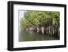 Mangrove Swamps with Oysters Growing Up the Roots, Makasutu, Gambia, West Africa, Africa-Robert Harding-Framed Photographic Print