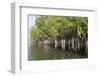 Mangrove Swamps with Oysters Growing Up the Roots, Makasutu, Gambia, West Africa, Africa-Robert Harding-Framed Photographic Print