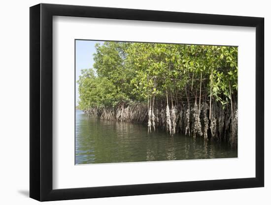 Mangrove Swamps with Oysters Growing Up the Roots, Makasutu, Gambia, West Africa, Africa-Robert Harding-Framed Premium Photographic Print