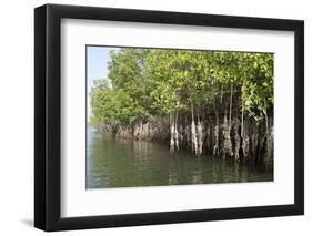 Mangrove Swamps with Oysters Growing Up the Roots, Makasutu, Gambia, West Africa, Africa-Robert Harding-Framed Premium Photographic Print