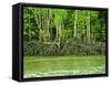 Mangrove Tour, Langkawi Island, Malaysia, Southeast Asia, Asia-Nico Tondini-Framed Stretched Canvas