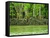 Mangrove Tour, Langkawi Island, Malaysia, Southeast Asia, Asia-Nico Tondini-Framed Stretched Canvas