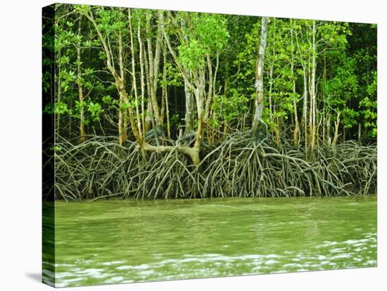 Mangrove Tour, Langkawi Island, Malaysia, Southeast Asia, Asia-Nico Tondini-Stretched Canvas